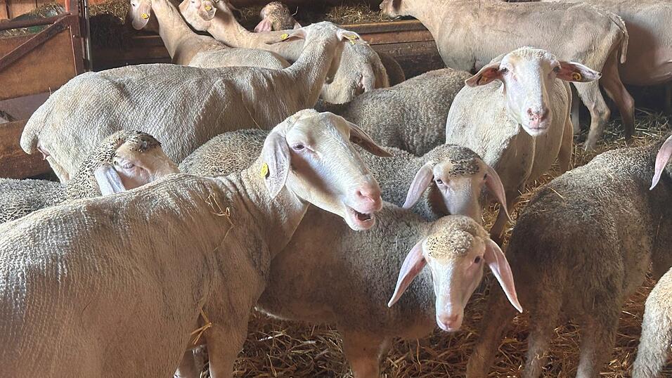 Sie warten noch auf ihre Lämmchen. Lange kann es nicht mehr dauern. Sie warten noch auf ihre Lämmchen. Lange kann es nicht mehr dauern.