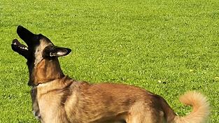 Der Hund hört nicht. Wahrscheinlich ist er kaputt. Der Hund hört nicht. Wahrscheinlich ist er kaputt.