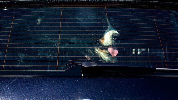 Achtung Hundebesitzer: Vierpföter sollten bei Hitze nicht im geschlossenen Auto bleiben. (Symbolbild) Achtung Hundebesitzer: Vierpföter sollten bei Hitze nicht im geschlossenen Auto bleiben. (Symbolbild)