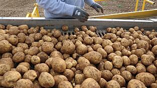 Der Roder transportiert die Kartoffeln über ein Förderband. Steine, Erdklumpen oder Krautreste werden aussortiert. Der Roder transportiert die Kartoffeln über ein Förderband. Steine, Erdklumpen oder Krautreste werden aussortiert.