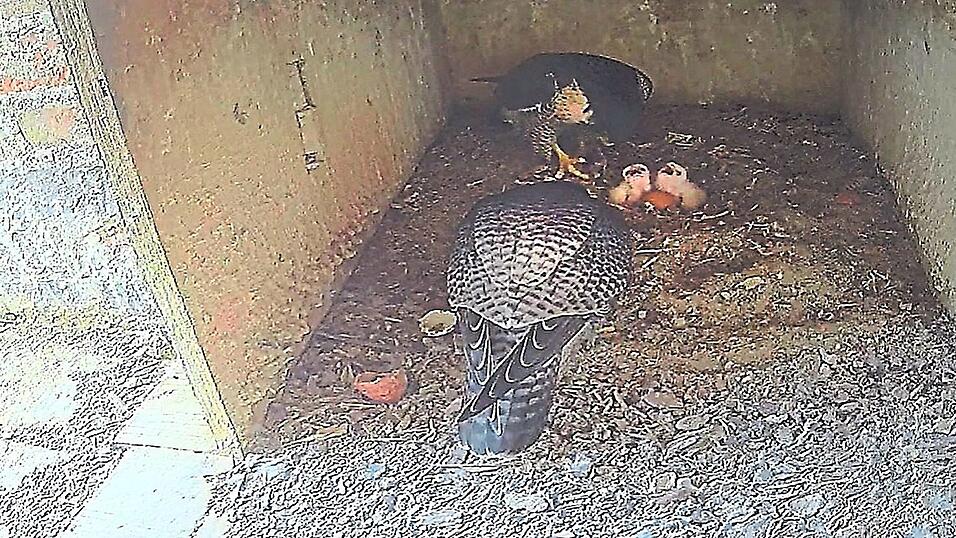 Ein Archivbild aus dem Jahr 2024: Damals hatten die Falken vier Eier im Gelege - drei davon wurden erfolgreich ausgebrütet. Ein Archivbild aus dem Jahr 2024: Damals hatten die Falken vier Eier im Gelege - drei davon wurden erfolgreich ausgebrütet.