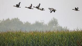 Auch eine Graugänseschar hat manchmal Verwandte wie die Blässgans zu Gast: Ein Nachvollziehen von Infektionen ist daher nahezu unmöglich. Auch eine Graugänseschar hat manchmal Verwandte wie die Blässgans zu Gast: Ein Nachvollziehen von Infektionen ist daher nahezu unmöglich.