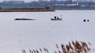 Um die Austrocknung der Haut zu verhindern, befeuchtet die Feuerwehr den Wal. Um die Austrocknung der Haut zu verhindern, befeuchtet die Feuerwehr den Wal.