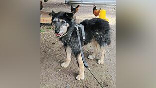 Nun wächst Paulis Vertrauen von Tag zu Tag. Nun wächst Paulis Vertrauen von Tag zu Tag.