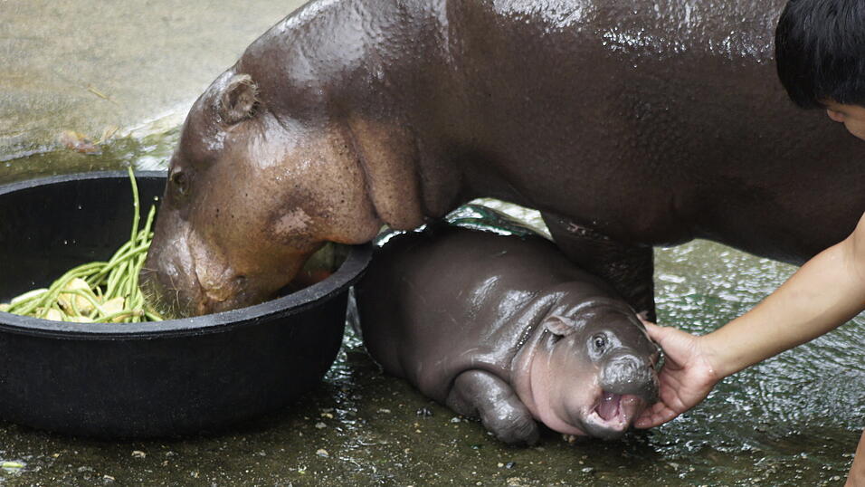 Das zwei Monate alte Zwergflusspferd Moo Deng ist mit seiner Mutter Jona und seinem Pfleger in einem Gehege im Khao Kheow Open Zoo zu sehen. Das zwei Monate alte Zwergflusspferd Moo Deng ist mit seiner Mutter Jona und seinem Pfleger in einem Gehege im Khao Kheow Open Zoo zu sehen.