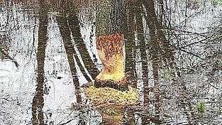 Des Bibers Werk im Aubachpark. Des Bibers Werk im Aubachpark.