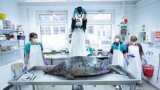 Das Robbensterben im vergangenen Herbst gibt weiter Rätsel auf. (Archivbild) Das Robbensterben im vergangenen Herbst gibt weiter Rätsel auf. (Archivbild)