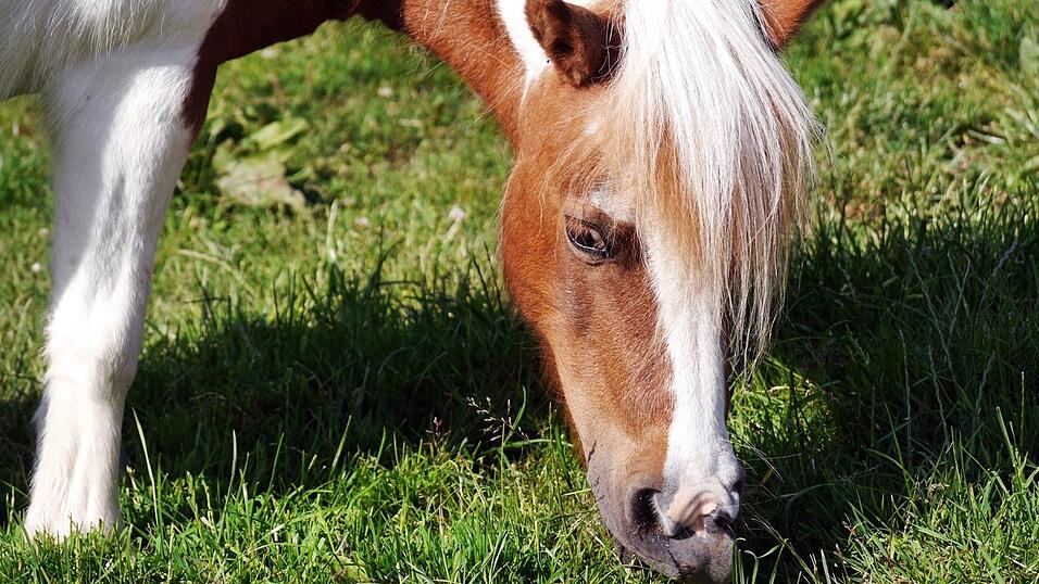 Im Erlebnispark Volgsam gibt es viele Tiere zu sehen und zu streicheln. Im Erlebnispark Volgsam gibt es viele Tiere zu sehen und zu streicheln.