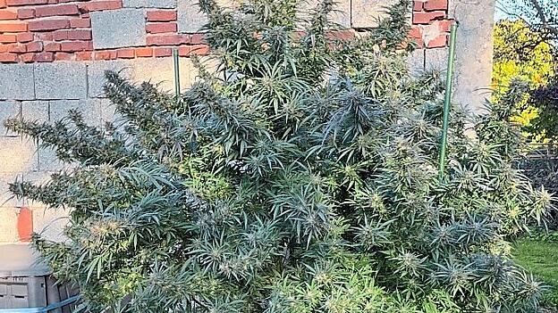 Die etwa zwei Meter hohe Marihuanapflanze in voller Blüte. Die etwa zwei Meter hohe Marihuanapflanze in voller Blüte.