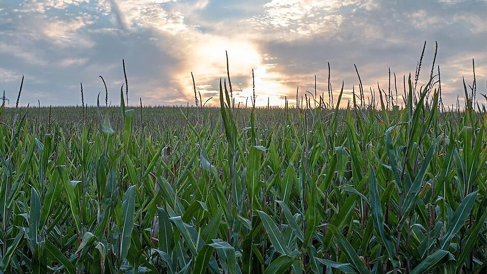 Sinkende Grundwasserstände können sich sehr negativ auf die Landwirtschaft auswirken. Der Landkreis Landshut ist von einem Szenario, wie es sich etwa gerade in Spanien ereignet, aber zum Glück noch sehr weit entfernt. Sinkende Grundwasserstände können sich sehr negativ auf die Landwirtschaft auswirken. Der Landkreis Landshut ist von einem Szenario, wie es sich etwa gerade in Spanien ereignet, aber zum Glück noch sehr weit entfernt.