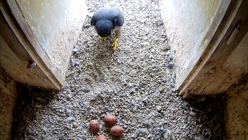Vier Eier werden derzeit bebrütet. Erfahrungsgemäß schlüpfen alle Jungvögel. Vier Eier werden derzeit bebrütet. Erfahrungsgemäß schlüpfen alle Jungvögel.