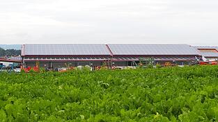 Der Gemüsehof in Mamming ist mit 500 Erntehelfern ein sehr großer Betrieb. Der Gemüsehof in Mamming ist mit 500 Erntehelfern ein sehr großer Betrieb.