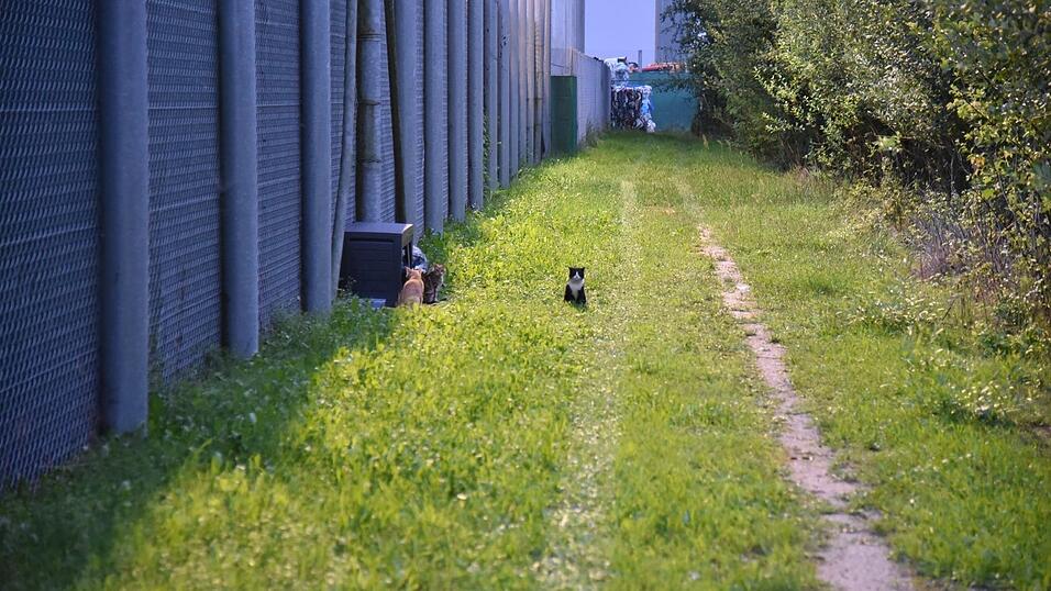 Seit vier Jahren kümmern sich Tierschützer um die herrenlosen Katzen am Regensburger Hafen. Wenn das neue Gehege fertig ist, sollen die Tiere eingefangen und kastriert werden. Seit vier Jahren kümmern sich Tierschützer um die herrenlosen Katzen am Regensburger Hafen. Wenn das neue Gehege fertig ist, sollen die Tiere eingefangen und kastriert werden.